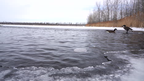 Ganada-Goose-Swiming-on-a-frozen-lake