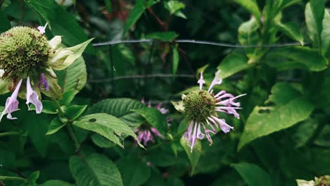 close-up of bee balm flowers