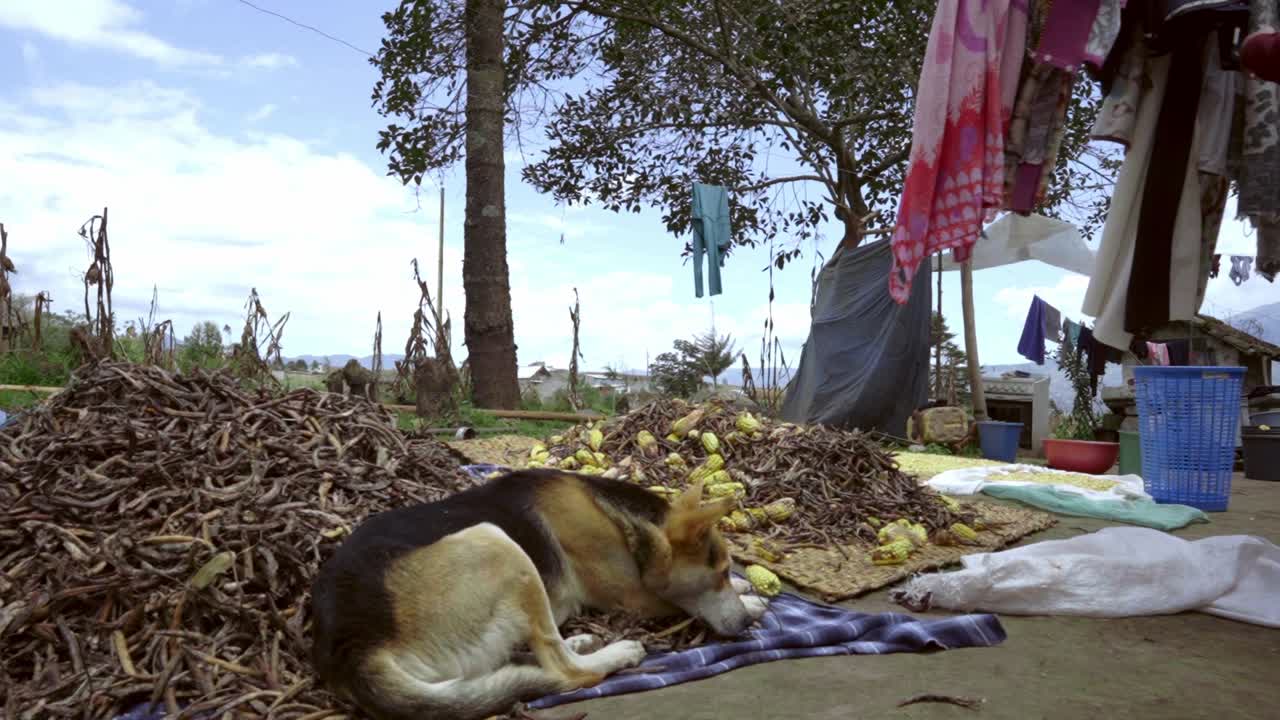 dog sleeping in a humble house in the farm