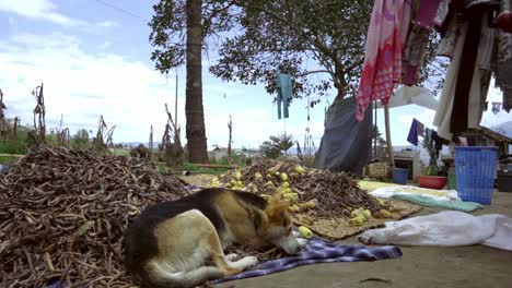 dog sleeping in a humble house in the farm