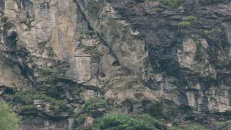 young bearded vulture trying to fly off the nest for the first time