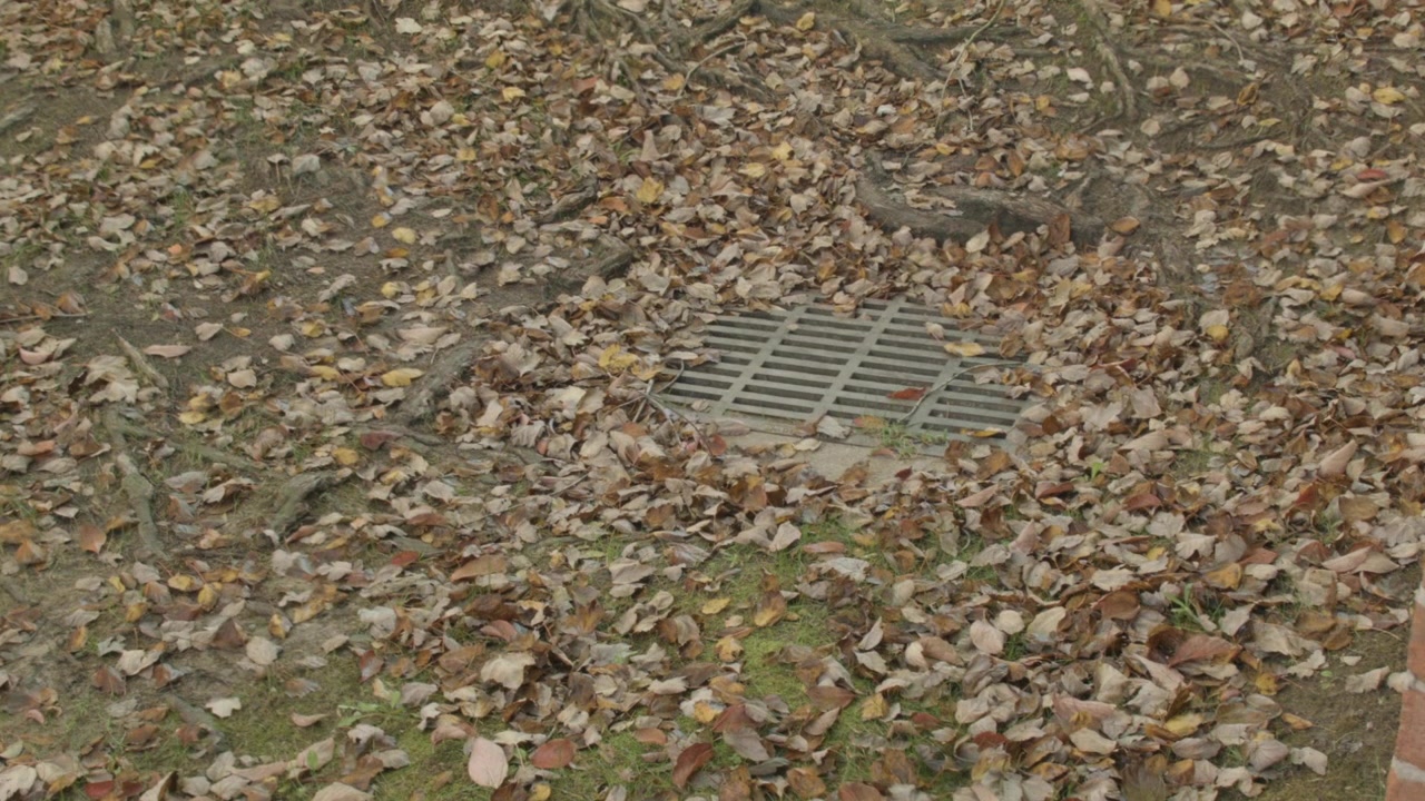 Autumn leaves around a suburban storm drain. What evil lurks beneath it? Perfect for an establishing shot, a cutaway, or a title sequence.