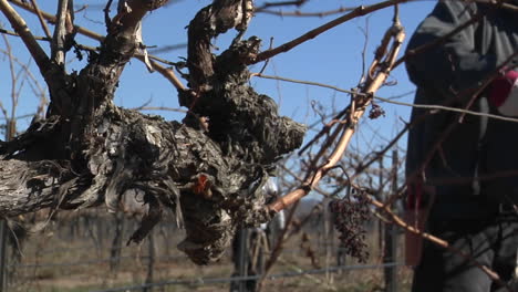 Un-Trabajador-De-Campo-Poda-Vides-Inactivas-En-Un-Viñedo-De-California-2