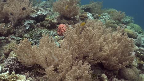 corales blandos en arrecifes de coral tropicales disparo de gran angular