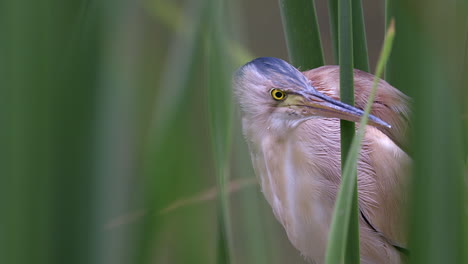 a beautiful yellow bittern bird hidden among green reedbeds and looking around - close up