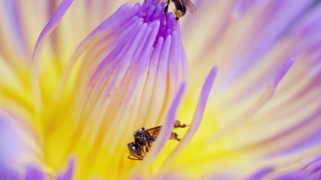 flor de loto púrpura de primer plano con enjambre de abejas en la superficie del agua