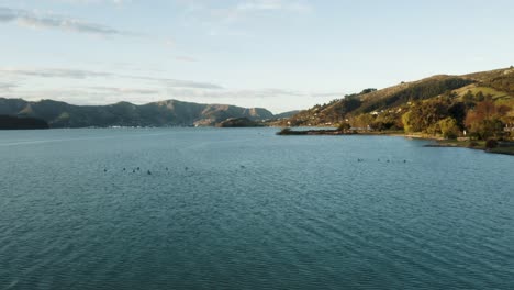 drone shot of geese in bay as sun sets