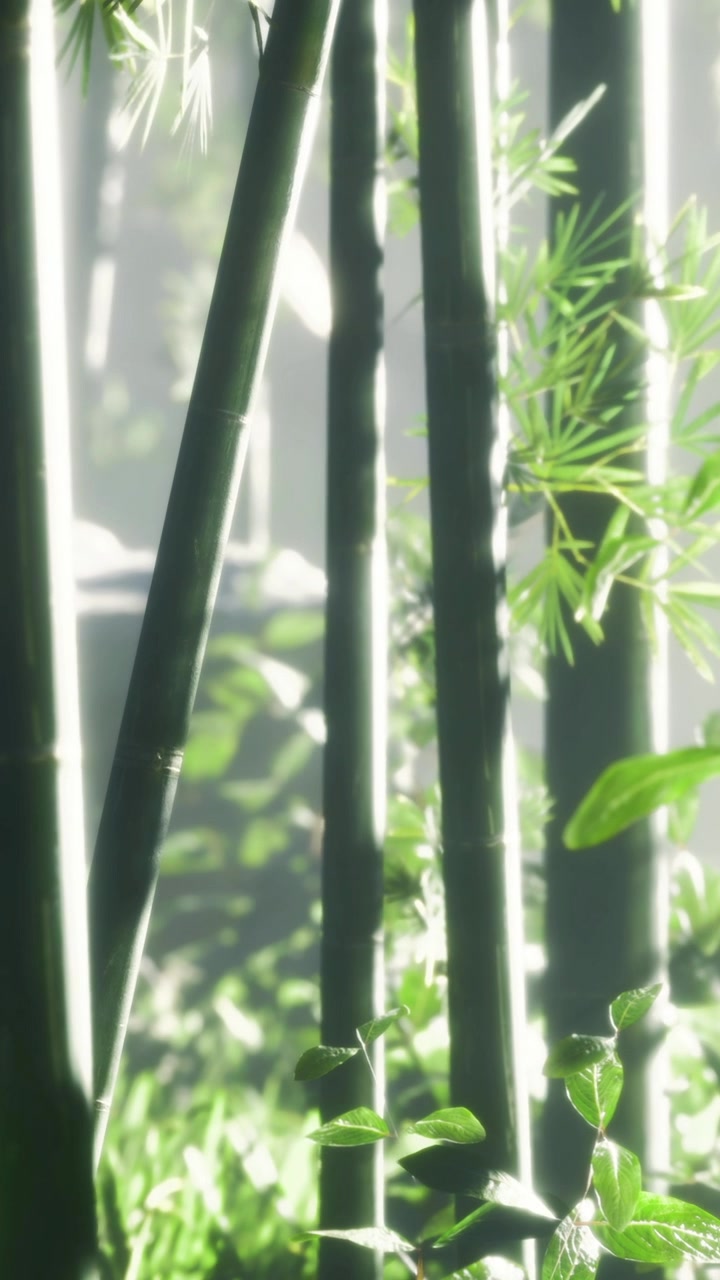 Scena di una foresta di bambù con luce soffusa durante le ore mattutine, nella natura.