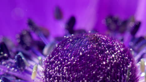 primer plano de una flor de anémona púrpura
