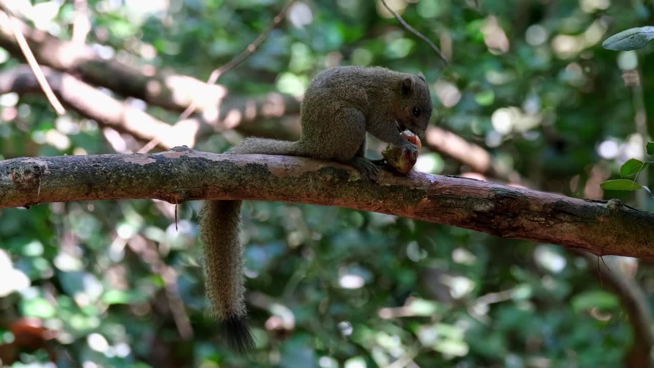 visto de pie en una rama grande comiendo una fruta mirando hacia la derecha, ardilla de vientre gris callosciurus caniceps, parque nacional kaeng krachan, tailandia