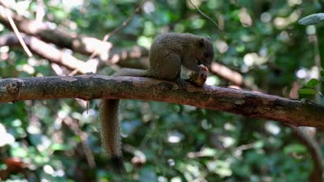 Visto-De-Pie-En-Una-Rama-Grande-Comiendo-Una-Fruta-Mirando-Hacia-La-Derecha,-Ardilla-De-Vientre-Gris-Callosciurus-Caniceps,-Parque-Nacional-Kaeng-Krachan,-Tailandia