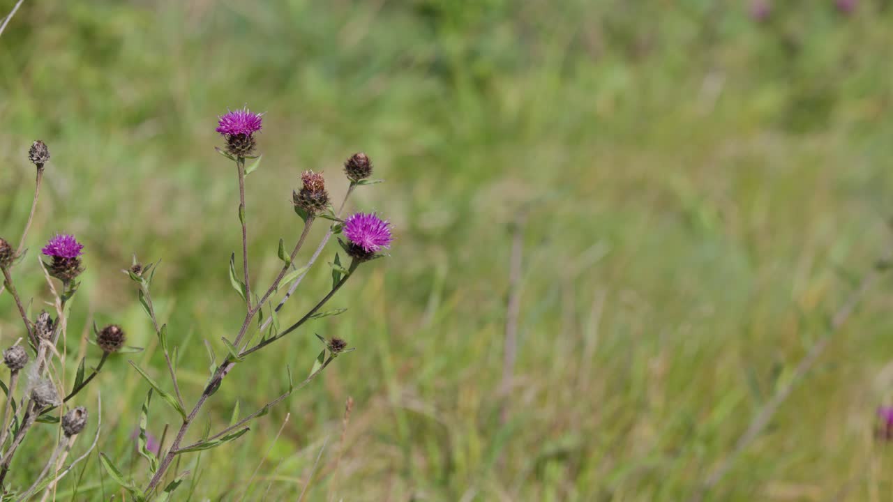 Purple thistle wildflowers gently move in the wind, set against a soft-focus grassy highland landscape. Natural daylight, static camera, tranquil mood