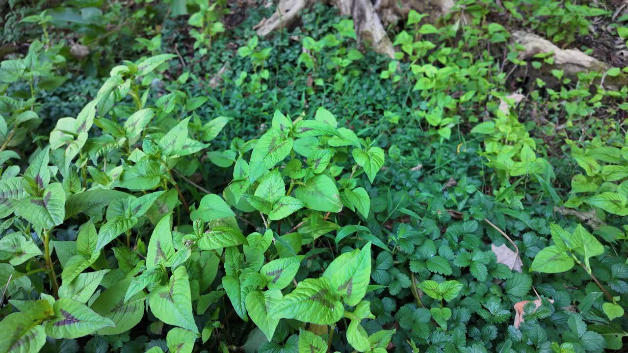 Vista ravvicinata del fogliame di Persicaria virginiana che cresce tra la vegetazione spontanea del sottobosco. Foglie verdi con venature e segni naturali in un ambiente boschivo ombreggiato, dettaglio botanico di una pianta selvatica del bosco