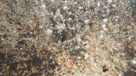 bottom of pond covered with light pebbles and oxygen bubbles