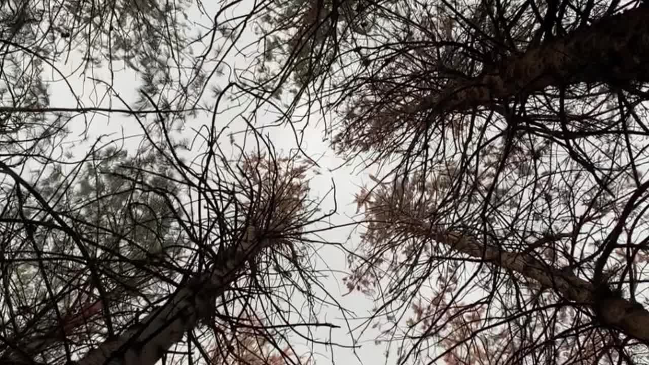 в темноте леса мечты танцуют с воздухом