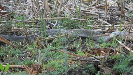 Beautiful-Rat-Snake-in-grass---relaxing-