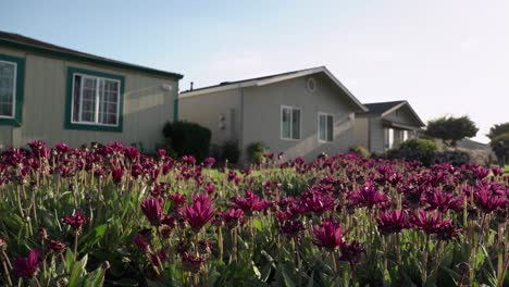 Beautiful-garden-of-violet-flowers,-houses-and-a-guy-riding-his-bicycle