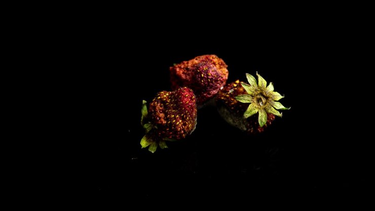 Fragola che marcisce su sfondo nero, time lapse, macrofotografia