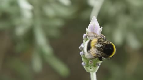 grandes abejas se ciernen y recogen polen en la planta de lavanda en ciernes