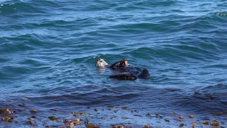 Nutria-Marina-Sosteniendo-Un-Cangrejo-En-La-Bahía-De-Monterey,-California