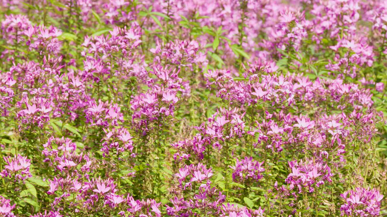 Pink Cleome hassleriana flowers gently move in soft sunlight, macro view, shallow depth of field