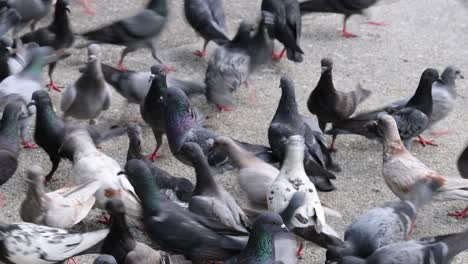 pigeons swarming and pecking at food on ground