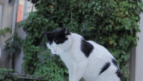 cat licking and grooming herself