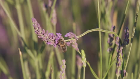 bee pollination purple flower lavender in summer close up