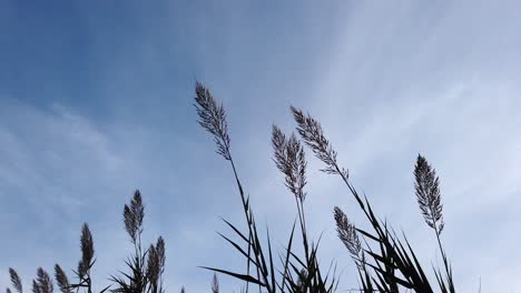 Detail-of-reeds-swinging-with-the-wind-on-a-blue-sky-day,-shot-in-parco-degli-acquedotti-in-Rome