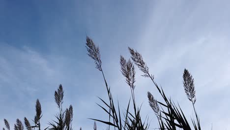 detalle de juncos balanceándose con el viento en un día de cielo azul, filmado en parco degli acquedotti en roma