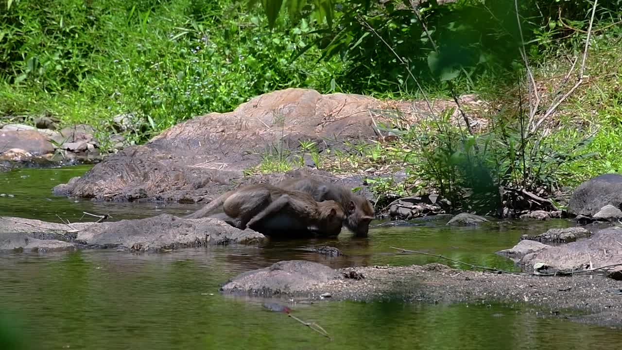 エナガザルは、寺院や国立公園、さらには村や都市にも生息しているため、タイで最も簡単に見つけられるサルです。