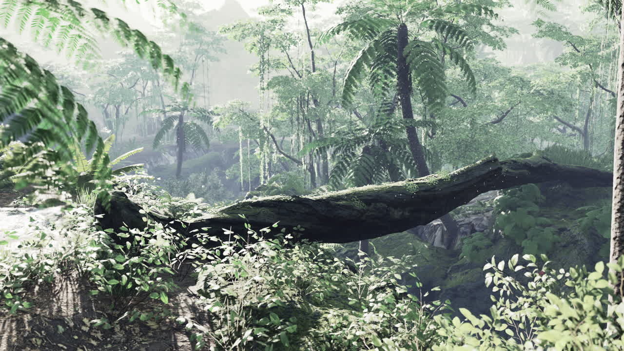 열대우림 콜롬비아 남미 일몰