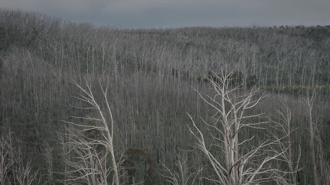 View of the surrounding forest from Cabramurra lookout in the Snowy Mountains region of New South Wales.