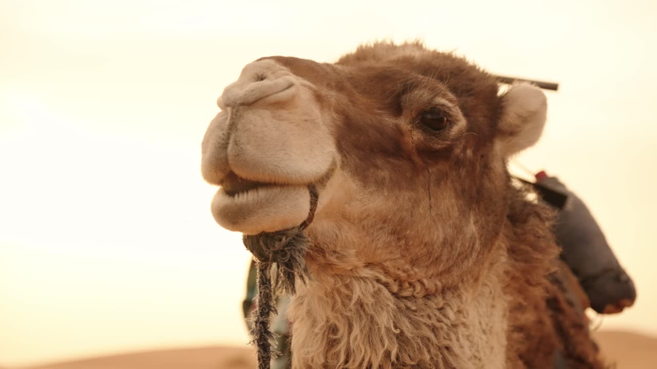 Portrait close-up of a dromedary (Camelus dromedarius) in the Sahara desert, Morocco