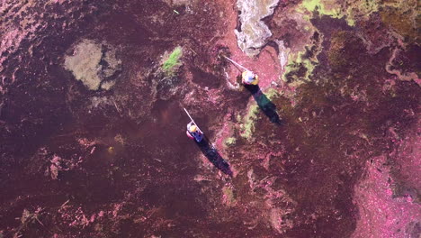 Top-down-rotating-aerial-shot-pull-up-to-reveal-cranberry-field-workers-moving-through-the-bog-on-harvesting-machines