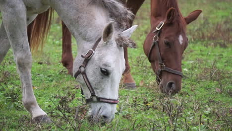 close up of a white and brown horse nibbling at close-cropped grass