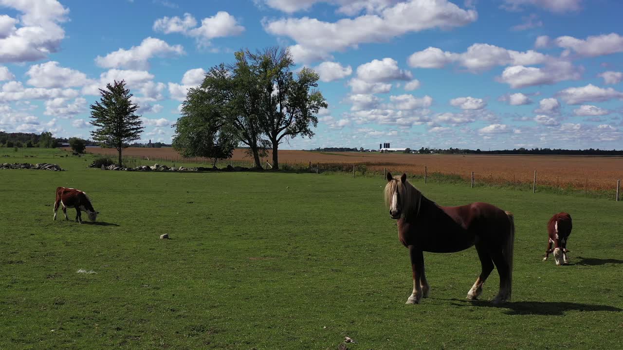 hermoso caballo compartiendo pasto con vacas