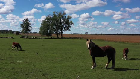 beautiful horse sharing pasture with cows