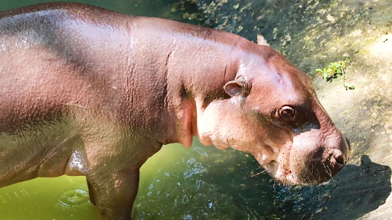 Hipopótamo pigmeo disfrutando del agua en el zoológico de Chonburi