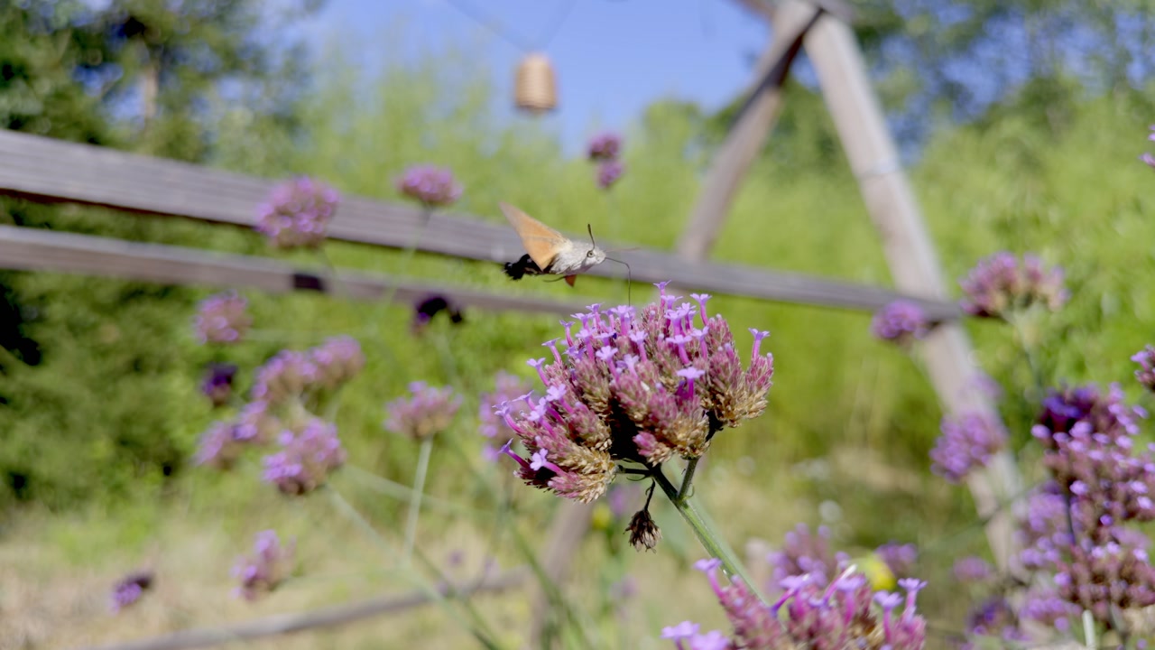 Active hummingbird hawk-moth darting between purple verbena flowers in a domestic garden setting with wooden stakes visible in the background during summer.