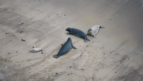 Elephant-seals-being-aggressive-towards-each-other-on-the-beaches-in-California