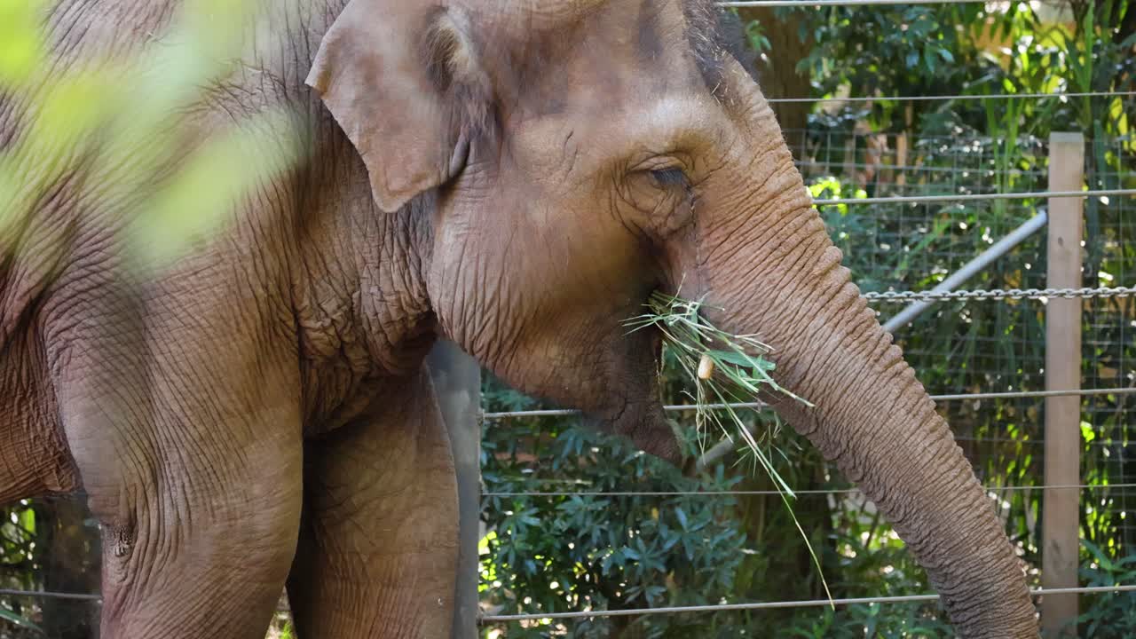 un elefante comiendo hierba en el zoológico de melbourne