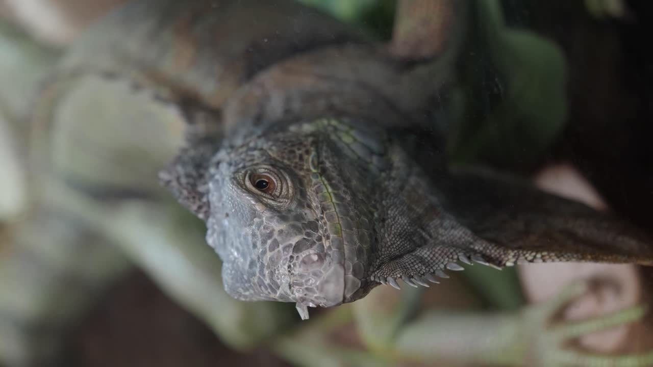 un primer plano de una iguana