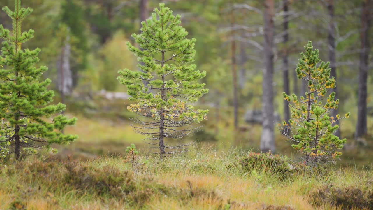 A small cluster of young pine trees stands tall in the autumn tundra. Soft grass and moss cover the ground. Parallax shot, bokeh background.