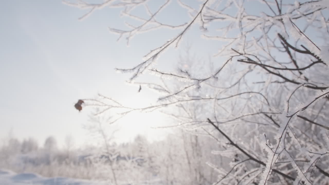 얼음으로 인 나무 들 이 있는 겨울 의 경이로운 풍경