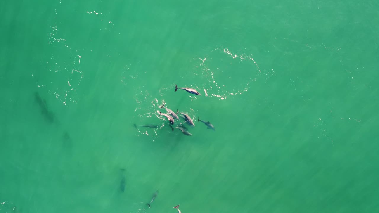 Drone aerial pan shot of pod of Dolphins swimming in wave on sandbar Shelly Beach Pacific Ocean Central Coast tourism NSW Australia 4K