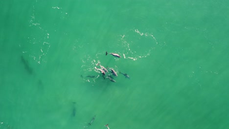 Toma-Panorámica-Aérea-De-Drones-De-Una-Manada-De-Delfines-Nadando-En-Una-Ola-En-Un-Banco-De-Arena-Playa-Shelly-Océano-Pacífico-Costa-Central-Turismo-Nsw-Australia-4k