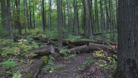 Zauberhafter-Grüner-Wald-Auf-POV-Wanderung-Durch-Die-Ruhige-Kanadische-Wildnis