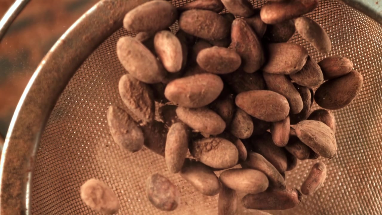 Raw Cocoa Beans Being Sifted in a Metal Sieve