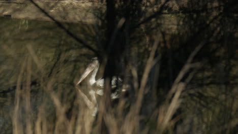 Large-white-pelican-swimming-in-a-pond